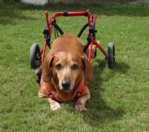 His expression when we ask him if he'd maybe consider coming back inside the house.